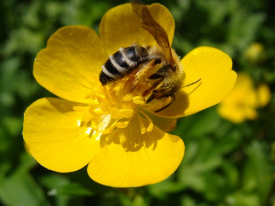 pollinisateurs et pesticides