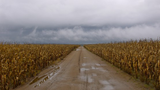 OGM et OGM cachés