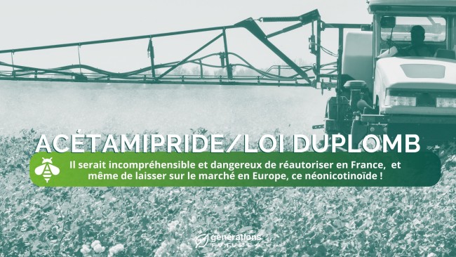 Acétamipride/Loi Duplomb : Il serait incompréhensible et dangereux de réautoriser en France,  et même de laisser sur le marché en Europe, ce néonicotinoïde !